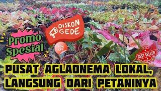 Pusatnya Aglaonema Lokal. Stok Melimpah Harga Paketan Juga Banyak. Buat Jual Masuk Banget. Eps 1239