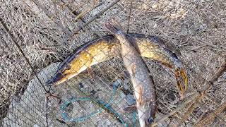 @Savid  Spring Pike Fishing - Keväthaukea katiskalla - Siikajoki River