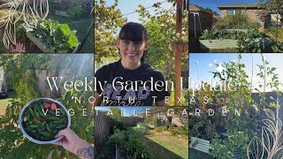 Weekly Garden Update 10/25/24: It’s an Eggplant Fall in my North Texas Vegetable Garden