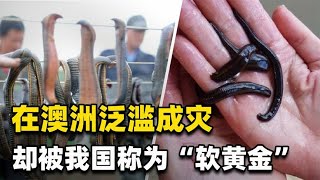 水蛭在澳洲泛滥成灾！为何我国称它为“软黄金”，价格居高不下？【知识TNT】