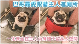 巴哥最愛跟著主人進廁所，一定要坐在主人內褲裡不留任何私人空間【 汪汪仙貝 】