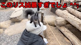 リスの森 飛騨山野草庭園〜古い街並み　【ランクル60で行く飛騨高山ドライブ】