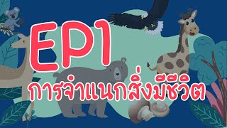 SCI KIDS EP1 - เรื่อง การจำแนกสิ่งมีชีวิต (รายวิชาวิทยาศาสตร์และเทคโนโลยี ป.4)