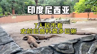 【泗水动物园】只需要7人民币的门票，就可以在印尼看到史前巨兽，科莫多巨蜥