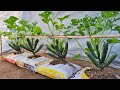 Secret to growing zucchini from seeds in soil bags- Many fruit