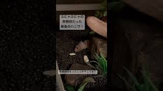 モトイカブトトカゲが無精卵を産んでた