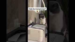 Gulat na gulat #funnyvideo #catfunny #funny #catvideos