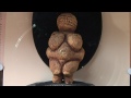 【k】austria travel willendorf 오스트리아 여행 빌렌도르프 11cm 빌렌도르프의 비너스 venus of willendorf 11cm