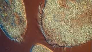 One Drop of Water! Amazing High Definition Microscopy Video! 1080P!