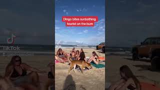 Dingo bites sunbathing tourist on the bum on Australian beach #shorts #viral