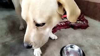 গলু Labrador Dog সকাল থেকে রাত, সারাদিন কি খায়,যেকোনো Dog এর  সারাদিনের খাবার।