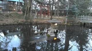 【ツキを呼ぶうさぎ神社】調神社の池