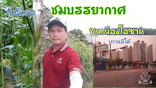 #ชมบรรยากาศ#สวนถั่ว#ชมเมืองโอซาน#อนันต์มั่นราช#แรงงานไทยในเกาหลี