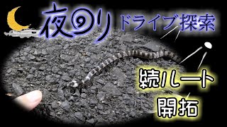 夜の生物探し　シロマダラ幼蛇