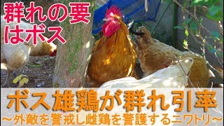 ボス雄鶏が群れを引率～外敵の接近を警戒して雌鶏を警護するニワトリ～