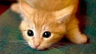 Are ORANGE CATS the FUNNIEST CATS? - Super FUNNY COMPILATION that will make you DIE LAUGHING