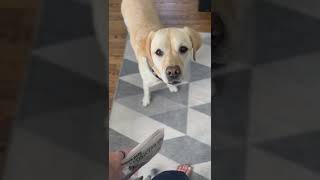 Lab loves to help fetch the paper!
