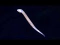 9 Strange ROV Findings from the Deep Ocean - Sea Creatures & A Sunken WWII Vessel