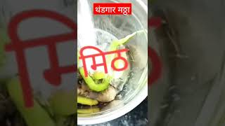 उन्हाळा सुरू झालाय थंडगार मठ्ठा रेसिपी #homemade #subscribe #kajalrecipe #