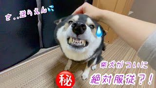 これで反抗的な柴犬も完全服従！！もう逆らえないと柴犬はこうなります♪