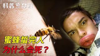 蜜蜂蟄完人以後，為什麼自己也會死？馬蜂蜇人為啥就沒事？