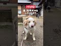 これからボーダーコリーをお迎え予定の方に向けた取り扱い説明書🐶📚✒️➰ 犬 ボーダーコリー ボーダーコリーあるある 愛犬家