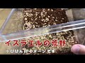 【イスラエルゴールデン】飼育環境作ってみました！【ぴぴんap】