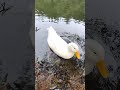 泳ぐアヒル　 shorts duck