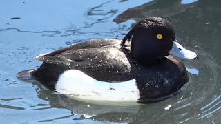 間近でキンクロハジロを見よう！　Tufted Duck in Japan