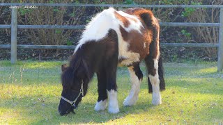 ポニー　東京ドイツ村　こども動物園 （千葉県袖ケ浦市）