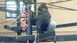 Silverback shakes his body a little.What is that? Gorilla father Momotaro｜Momotaro family