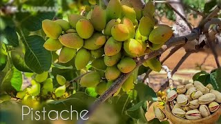 Ya conoces  los arboles y frutos del PISTACHE? (PISTACHO-PISTACHIO)😮🤩