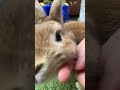 どんな時でも飼い主にかまってくれるうさぎさん🐰🩷 うさぎ かわいい 飼い主とうさぎ