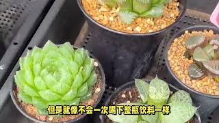 多肉界的能量柱：十二卷属萝卜根的养护秘诀