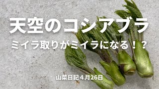 天空の【コシアブラ】ミイラ取りがミイラになる！？山菜日記vol.18