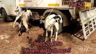 3 മലബാറി മുട്ടൻ ആടുകളെ 16750🎫 ന് വില്പനക്ക് 🐐all kerala delivery 👌