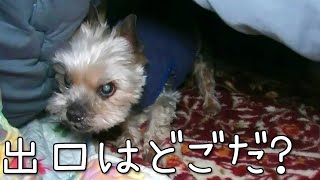 【ヨークシャテリア】入ったは良いがコタツから出れないヨークシャテリア【Yorkshire terrier】