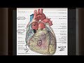 right atrium of heart 1 2 external features anatomy eoms