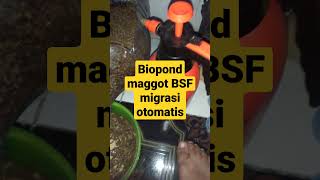 Biopond maggot BSF otomatis migrasi