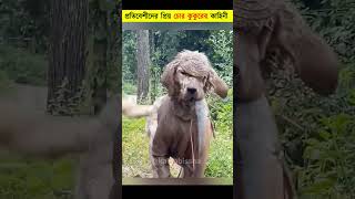 প্রতিবেশীদের প্রিয় এই মজার কুকুরটি😯 | The Thieving Dog Everyone Loves | #shorts #dogs