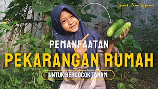 Pemanfaatan pekarangan rumah untuk bercocok tanam.#garden #kebunsayuran #perkebunan #kebunsayuran