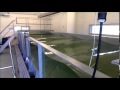 Standing wave in OMEY Labs wave tank