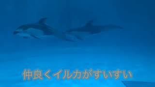 【ちょこっと浅虫水族館】