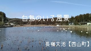 長嶺大池の白鳥【西山町】