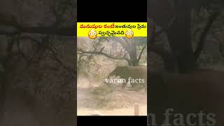 🥺జంతువుల ప్రేమ స్వచ్ఛమైంది | amazing facts#virelshorts