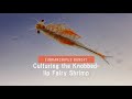 Culturing the Knobbed lip fairy shrimp (Eubranchipus bundyi)