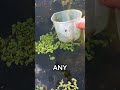 here’s how i treat algae in my pond