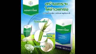 แอนทราโคล 0892671292