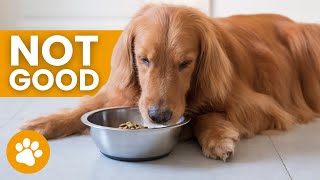 25 Foods That Can Kill Dogs