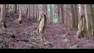 【実家の山】キャンプ未経験が実家の山へ野営が可能かを確認に行ってみた